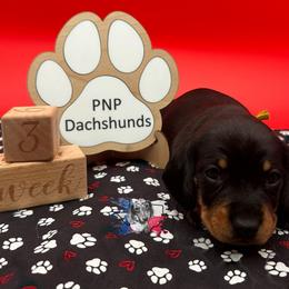 Lil - Black and tan female Dachshund puppy in Ben Wheeler, Texas from P&P Dachshunds