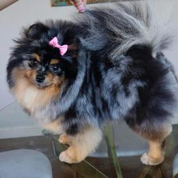 Moosey - Pomeranian