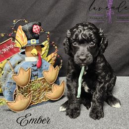 Ember - Black female Poodle puppy in Mancelona, Michigan from Lavender poodles & doodles