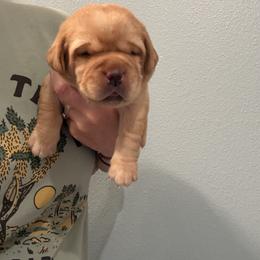 Trooper (Black) - Yellow male Labrador Retriever puppy in Cantonment, Florida from Deep South Labrador Retrievers LLC