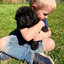 Tiny - Black male Newfoundland puppy in Bell Hill, Washington from Rainshadow Newfoundlands