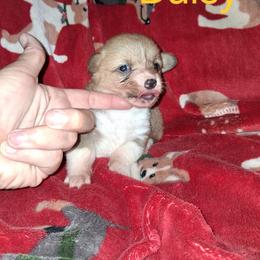 Daisy - Red female Pembroke Welsh Corgi puppy in Kingman, Kansas from Tiny Titans K9