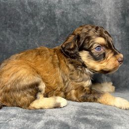 Boy 2 - Red male Aussiedoodle puppy in Alabama from SBA Aussies