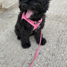 Cockapoo and Goldendoodle All Grown Up from Southern Belle Doodles