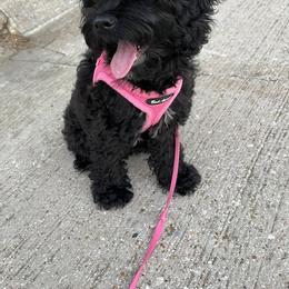 Cockapoo and Goldendoodle All Grown Up from Southern Belle Doodles