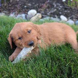 Golden Retriever Puppies from Chrysus Spirit Goldens