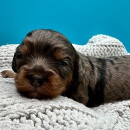 Sleet - Merle male Cavapoo puppy in Cameron, South Carolina from Sassy Sailor & Company
