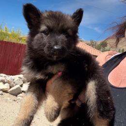 Wilbur - Black and tan male German Shepherd puppy in Whitewater, California from Vom Haus Metzler Shepherds