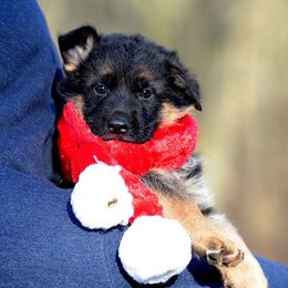 German Shepherd Puppies from Alta-Tollhaus German Shepherds