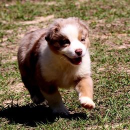 Miniature Australian Shepherd Puppies from AussiesRus