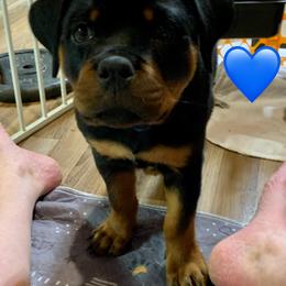 Rottweiler Puppies from Thomas Rotts