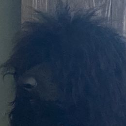 Cookie - Poodle