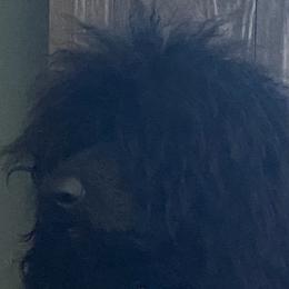 Cookie - Poodle