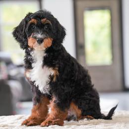 Skipper (socialization graduate) - Tri-color female Bernedoodle puppy in Dundee, Ohio from Down Home Doodle