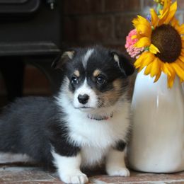 Millie - Black and tan female Pembroke Welsh Corgi puppy in Fair Grove, Missouri from Cross D Ranch Corgis