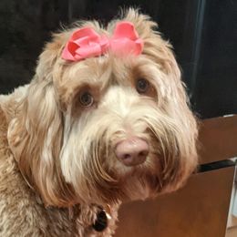 Australian Labradoodles from Big Creek Doodles