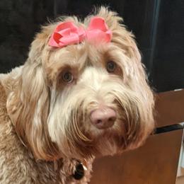 Australian Labradoodles from Big Creek Doodles