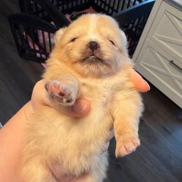 Female- light pink - Cream sable parti female Pomeranian puppy in Cheektowaga, New York from Buffalo Pomeranians 716