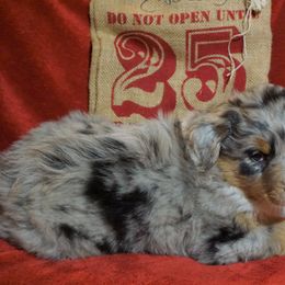 Australian Shepherd Puppies from Pole Canyon Australian Shepherds