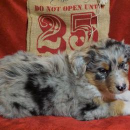 Australian Shepherd Puppies from Pole Canyon Australian Shepherds