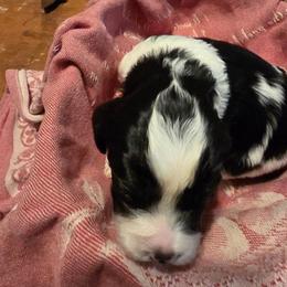 Aphrodite - Black and white female Cavapoo puppy in Auburn, California from Gold Country Doodles