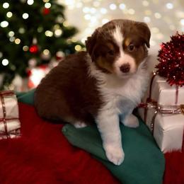 Cartwright - Red merle male Miniature American Shepherd puppy in Easley, South Carolina from Tanya Strickland