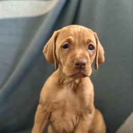 Pike - Golden rust male Vizsla puppy in Clemons, Iowa from Kaylee’s Vizslas