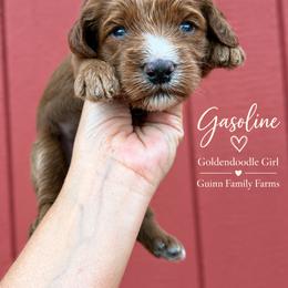 Gasoline - female Goldendoodle puppy in Grove, Oklahoma from Guinn Family Farms