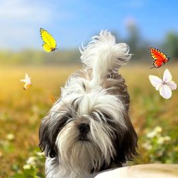 Baby Boy - Gold and white male Shih Tzu puppy in Madras, Oregon from Maridee’s ShihTzu