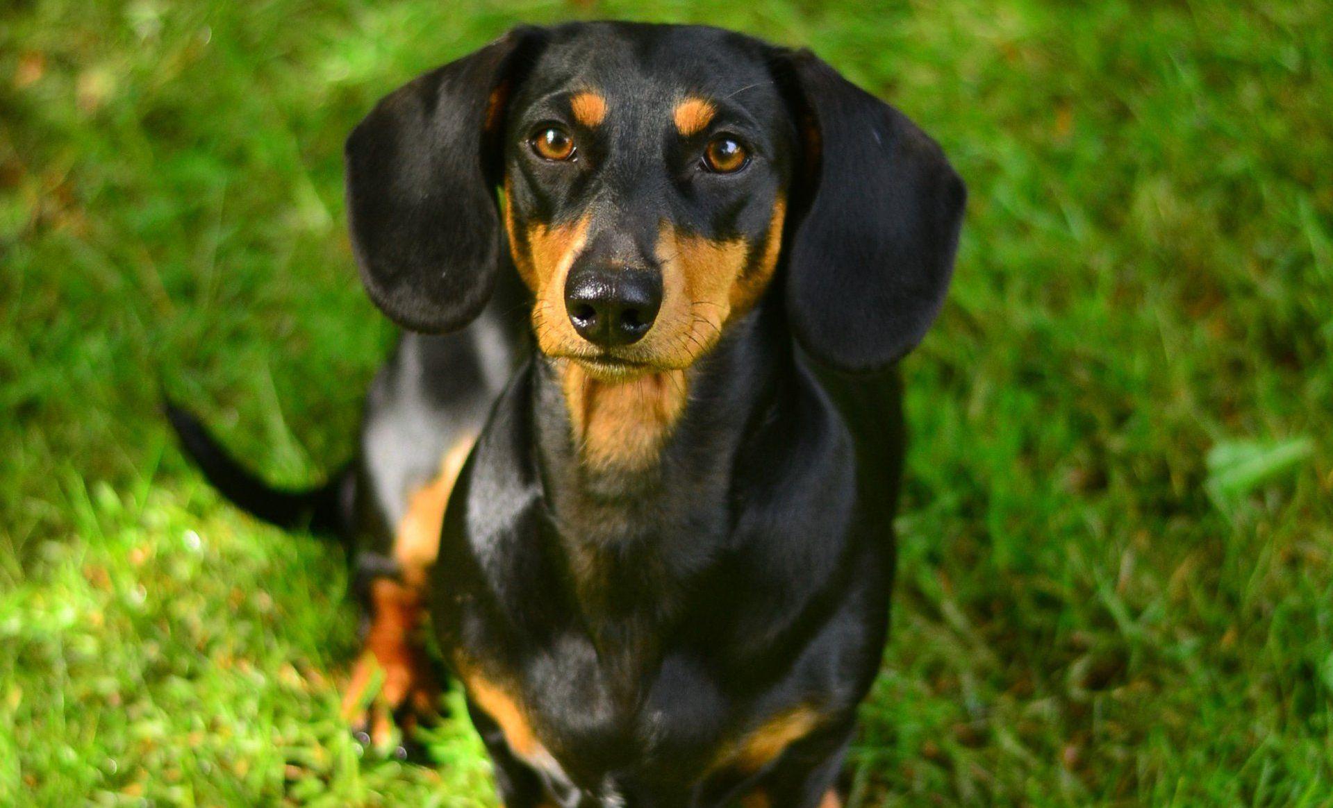 Black and tan dachshund sitting in the grass looking up at the camera