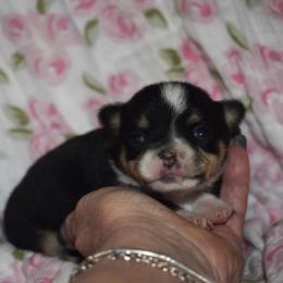 Willow - Black and tan female Chihuahua puppy in Gloucester, Virginia from Charlotte's Web of Chihuahuas