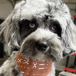 Cavapoo and Goldendoodle Puppies from Ashley's Doodles