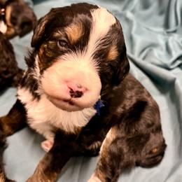 Periwinkle collar boy - Tri-color male Bernedoodle puppy in Lake, Michigan from 3 King Doodles & Poodles