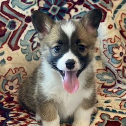 Pembroke Welsh Corgi Puppies from JK Corgis