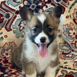 Pembroke Welsh Corgi Puppies from JK Corgis