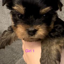 Yorkshire Terrier Puppies from Dreams Come True Yorkies