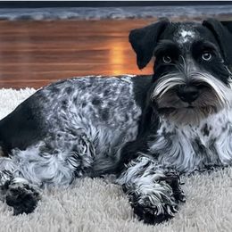 Callie - Miniature Schnauzer