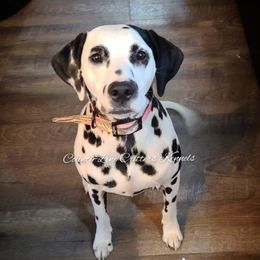 Dalmatians from County-Line Critters