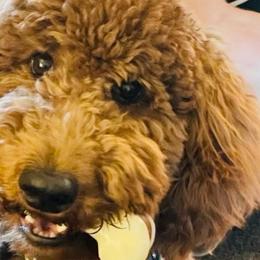 Aussiedoodles, Bernedoodles, Goldendoodles, and Poodles from Kingsfield Doodles