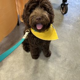 Bentley - Goldendoodle
