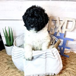 Bordoodle and Poodle Puppies from Swan Field Farms