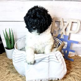 Bordoodle and Poodle Puppies from Swan Field Farms