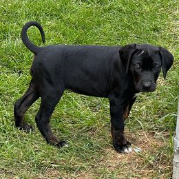 Sharpie - Black female Catahoula Leopard Dog puppy in Forbes, Minnesota from North Country Catahoulas