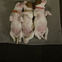 Cavalier King Charles Spaniel Puppies from Ellas.Pups
