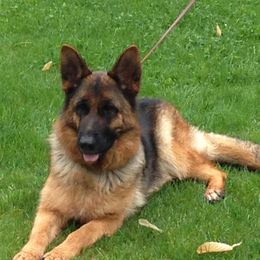 German Shepherds from Carol Grossman German Shepherd's