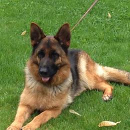 German Shepherds from Carol Grossman German Shepherd's