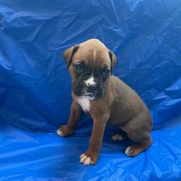 Violet Delancey - Fawn female Boxer puppy in Willard, North Carolina from Boone’s Boxers of North Carolina
