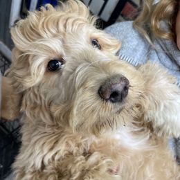 F1B ICA Twinkle - Apricot female Pyredoodle puppy in Prescott, Washington from Washington Bernedoodles & Pyredoodles