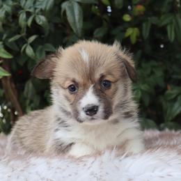 Girl 1 - Red female Pembroke Welsh Corgi puppy in Caliente, California from Rafter Cross 7