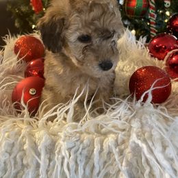 Bernedoodle and Havapoo Puppies from Precious Paws and Purrs